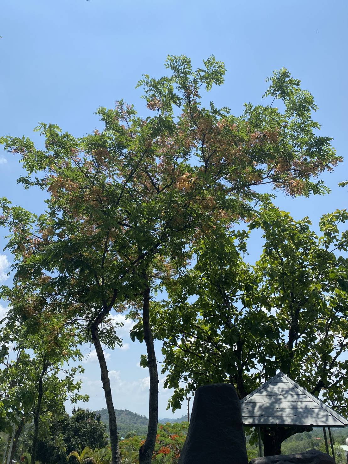 ประดู่ดอกแดงกำลังออกดอกเบ่งบานเต็มต้น ข้างรูปปั้นกระทิง ที่บุหงาส่าหรี รีสอร์ท