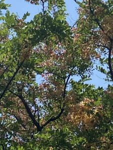 ประดู่ดอกแดงกำลังออกดอกเบ่งบานเต็มต้น ข้างรูปปั้นกระทิง ที่บุหงาส่าหรี รีสอร์ท